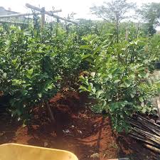 Pengiriman ke seluruh indonesia dari yogyakarta. Bibit Matoa Jual Tanaman Buah Cangkokan Di Jakarta