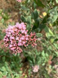 Image result for Pluchea bequaertii