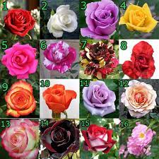 Tanaman Bunga Mawar Aneka Warna 10 Pcs Shopee Indonesia