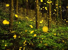نتیجه جستجوی لغت [fireflies] در گوگل