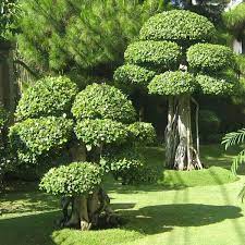 Harga tanaman hias miana, miyana, tanaman daun hias, kekinian, murah bagus. Jual Jual Bibit Tanaman Hias Cantik Bibit Tanaman Hias Bonsai Ficus Microcarpa Bakalan Bonsai Di Lapak Hoky Games 1933 Bukalapak