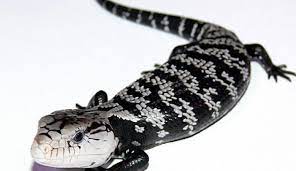 Axanthic Blue Tongue Skink Tiliqua Gigas Blue Tongue Skink Cute Reptiles Reptiles