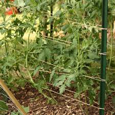 This trellis is an easy diy project. How To Make A Diy Tomato Trellis