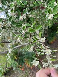 Image result for Cotoneaster pannosus
