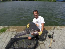 Pêche du silure au posé, vers, encornets, bouillettes. Photo 5387 Silure Au Vif 1m70 Pour 36k