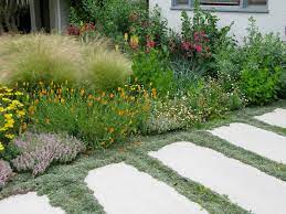 A low growing i love how wooly thyme grows so thickly that weed seeds can't germinate. Low Maintenance Ground Covers To Go With Your Pavers