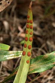 Image result for Pleopeltis macrocarpa