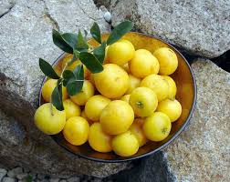 Image result for Dovyalis zeyheri