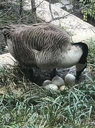 Our Sweet Brown Chinese Goose Jamie Has Been Laying The Past Few Days.  We'Re Not Currently In A Situation Where We Can Allow The Eggs To Hatch So  We Have Been Taking