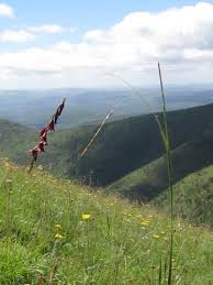 Image result for Dierama formosum × plowesii