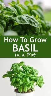 How To Grow Basil In A Pot Growing Basil Basil Plant Harvesting Basil