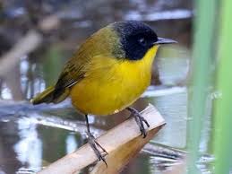 Image result for Isoglossa punctata