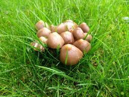 Agaricus campestris is a widely eaten gilled mushroom closely related to the cultivated button mushroom agaricus bisporus.it is commonly known as the field mushroom or, in north america, meadow mushroom Question Mushrooms On My Lawn The Lawn Man