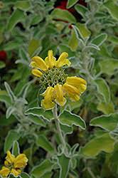 Image result for Phlomis fruticosa