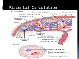 Placental Blood Barrier