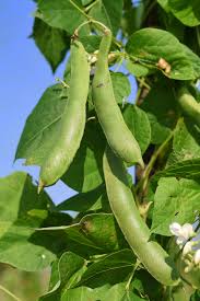 My favorite way to support my bush beans each summer is by making a grid support using sticks and twigs. Growing Green Beans Bush Beans And Pole Beans