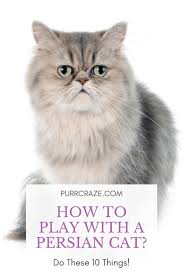A persian cat's lifespan depends on quite a few factors as mentioned above. How To Play With A Persian Cat Do These 10 Things Purr Craze