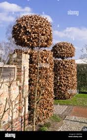 Image result for hornbeam hedge in winter