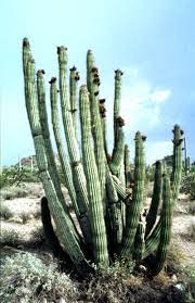 Para escenas desérticas o solo para divertirte, ¡dibujar un cactus es fácil para cualquiera! G176 5 2 Vivir Ahorrando Agua Adaptacion De La Flora Y De La Fauna A Las Condiciones De Los Desiertos