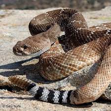 Rattlesnake Baby Rattlesnake Fact About Rattlesnake Fact About Baby Rattlesnake Beautiful Rattlesnake Amazing Rat Poisonous Snakes Snake Beautiful Snakes