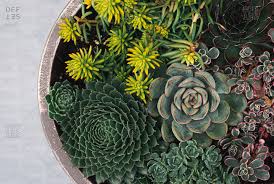 The more creative you decide to be, the better the entire arrangement will turn out to be. Succulent Arrangements Stock Photos Offset