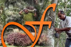 Betul ke peneroka felda di felda titi sudah tukar profession menjadi penternak ikan air tawar ikan tilapia ?? Ada Mengaku Dirasuk Masuk Felda