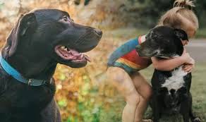 National dog day is recognized worldwide on august 26th annually. Happy International Dog Day Greetings Dog Quotes And Messages How To Celebrate Express Co Uk