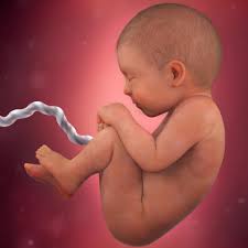 3 dart, llc para babycenter. Desenvolvimento Fetal 38 Semanas De Gravidez Babycenter
