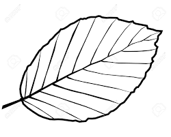 孤立したブナの葉 ベクトル セイヨウブナ ブナのイラスト素材 ベクタ Image 57607921