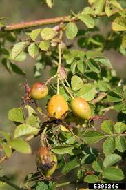 Image result for Cissus rubiginosa