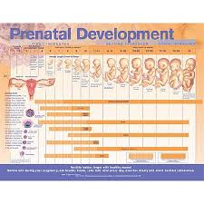 Anatomical Chart Company 9780781782265 Mckesson Medical