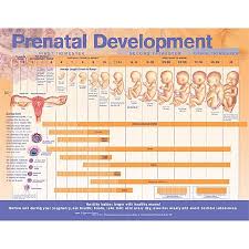 anatomical chart company 9780781782265 mckesson medical