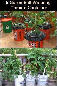 5 Gallon Self Watering Tomato Container Diy Projects For Everyone Tomato Container Gardening Container Gardening Vegetables Watering Tomatoes