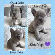 These babies will grab everyone's attention! Lilac Blue French Bulldog Puppies Plymouth Devon Pets4homes