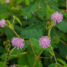 Image result for Mimosa pudica
