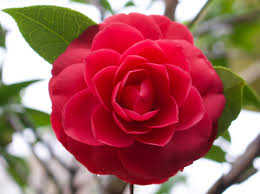 Jump to navigation jump to search. The Cooler Months Are The Time To Celebrate The Queen Of Flowers The Classic Camellia Have A Go News