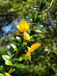 Image result for Brya