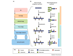 The development in the field of genetic engineering allowed the production of insulin in e. Golgi Localized Enzyme Complexes For Plant Cell Wall Biosynthesis Sciencedirect