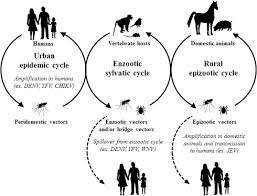 Arboviruses An Overview Sciencedirect Topics