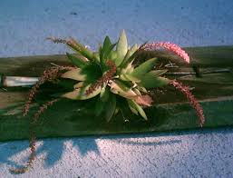 Image result for Oberonia