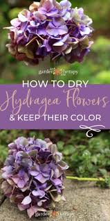 Buchen sie ihre nächste ferien online! The Simple Way To Dry Hydrangea Flowers And Retain Their Color Dried Hydrangeas Hydrangea Flower Plants