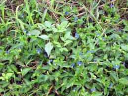 Image result for Commelina congesta