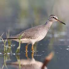 Image result for Trachypogon chevalieri