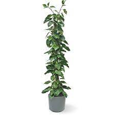 Per non parlare dell' azione fisiologica che esse esercitano sul corpo e sulla psiche umana riducendo per esempio la pressione sanguigna e gli stati ansiosi o di stress. Pothos Piante Da Interno Potos Da Appartamento
