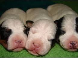 If you own a dog, you have probably witnessed it whimpering, crying, pawing, even barking in its sleep. Why Do Puppies Twitch In Their Sleep Pethelpful