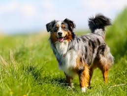 Aussies mit nbt haben keine einschränkungen und keine gesundheitlichen nachteile durch die verkürzte rute. Der Australian Shepherd Myaustralianshepherd De