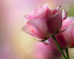 You can download and install the wallpaper and use it for your desktop computer computer. Rose Flowers Flower Roses Bokeh Landscape Nature Garden Wallpapers Hd Desktop And Mobile Backgrounds