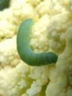 Remove weeds to reduce the number of sites where worms can lay eggs. What Kind Of Worms Eat Tomato Plants These 4 Ruin Gardens Greenupside