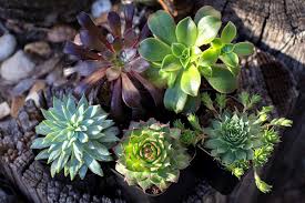 The panda plant being a succulent type species grows thick leaves for water storage purposes, which means watering less often for the grower. These Beautiful Succulents Are The Easiest House Plants You Ll Ever Find Home Garden Rapidcityjournal Com