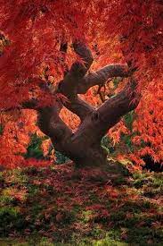 Japanese Maple Tree Portland Oregon Beautiful Nature Nature Photography Beautiful Tree